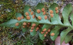 Polypodium hesperium