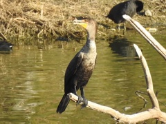Nannopterum brasilianum