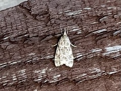 Eudonia heterosalis