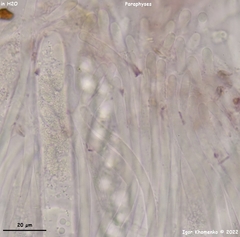 Ionopezia gerardii