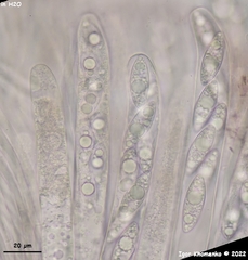 Ionopezia gerardii