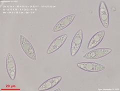 Ionopezia gerardii