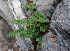 Polypodium hesperium