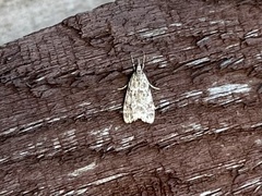 Eudonia heterosalis