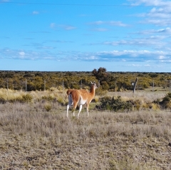 Lama guanicoe