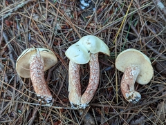 Suillus placidus