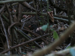 Crypturellus tataupa