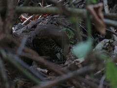 Crypturellus tataupa