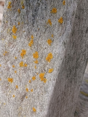 Candelariella
