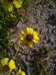 Encelia canescens
