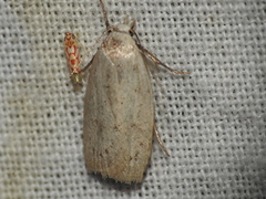 Inga cretacea