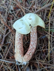 Suillus placidus
