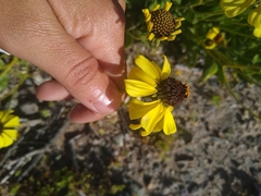 Encelia canescens