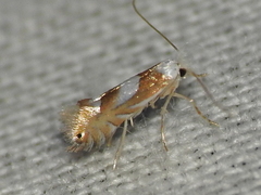 Phyllonorycter fitchella
