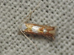 Phyllonorycter fitchella