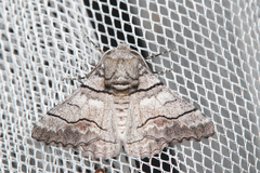 Hypobapta diffundens