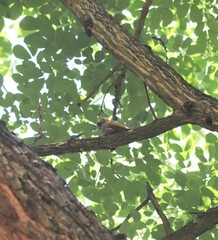 Dryobates passerinus