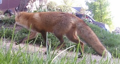 Vulpes vulpes fulvus