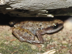 Eleutherodactylus campi