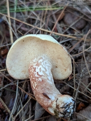 Suillus placidus