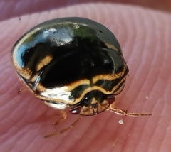 Coptosoma xanthogramma