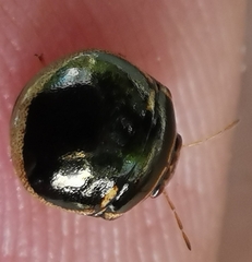 Coptosoma xanthogramma