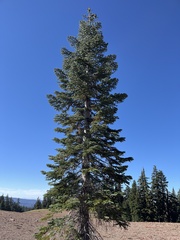 Abies magnifica shastensis