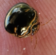 Coptosoma xanthogramma