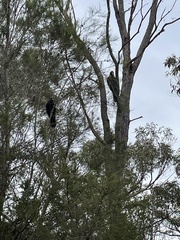Calyptorhynchus lathami