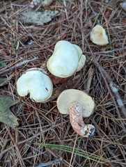 Suillus placidus