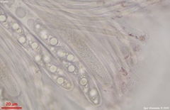 Ionopezia gerardii