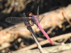 Orthemis ferruginea