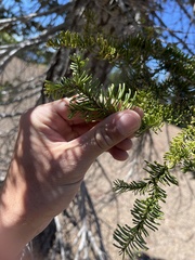 Abies magnifica shastensis