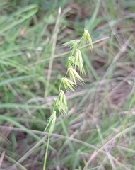 Bouteloua rigidiseta