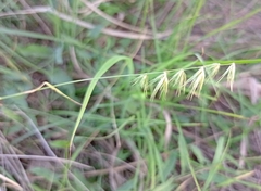 Bouteloua rigidiseta