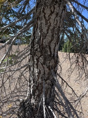 Abies magnifica shastensis
