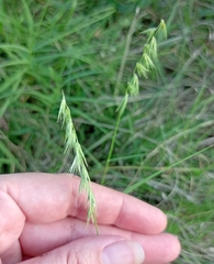 Bouteloua rigidiseta