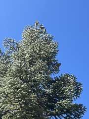 Abies magnifica shastensis