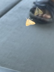 Pyraustini