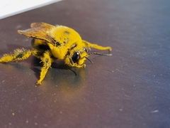 Cullumanobombus