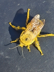 Cullumanobombus