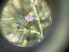 Symphyotrichum subulatum