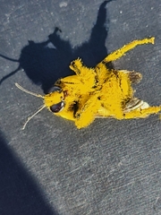 Cullumanobombus