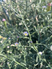 Symphyotrichum subulatum