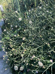 Symphyotrichum subulatum