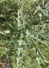 Cirsium undulatum
