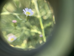 Symphyotrichum subulatum