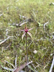 Caladenia lowanensis
