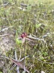 Caladenia lowanensis