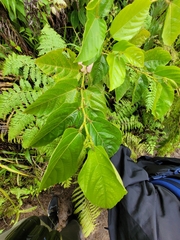 Moraceae